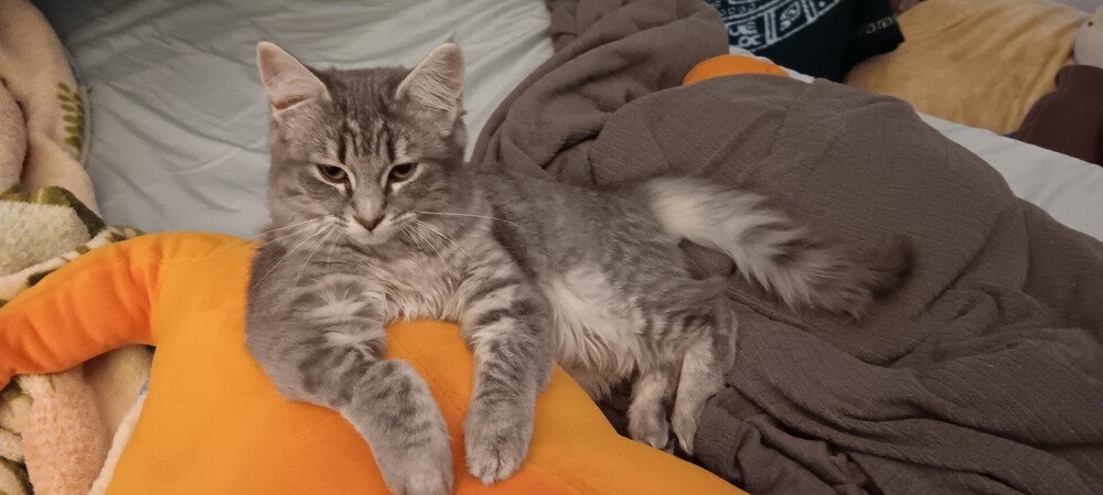 Ophelia, an adoptable Domestic Medium Hair in Lancaster, CA, 93536 | Photo Image 6