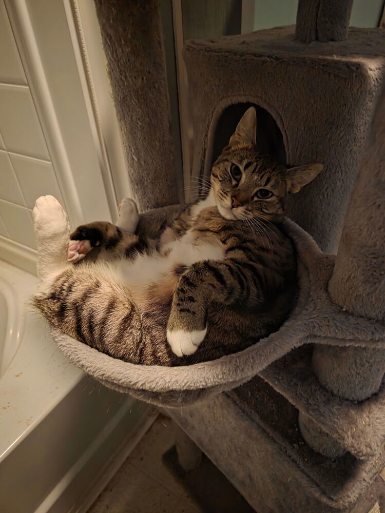 Twonch, an adoptable Domestic Short Hair in Lancaster, CA, 93536 | Photo Image 1