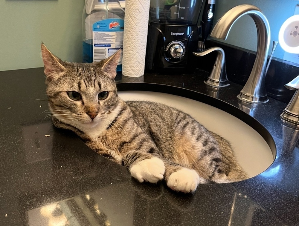 Twonch, an adoptable Domestic Short Hair in Lancaster, CA, 93536 | Photo Image 2