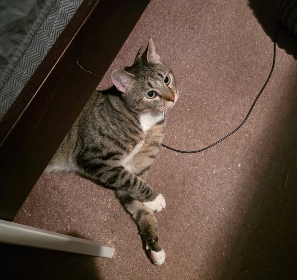 Twonch, an adoptable Domestic Short Hair in Lancaster, CA, 93536 | Photo Image 3