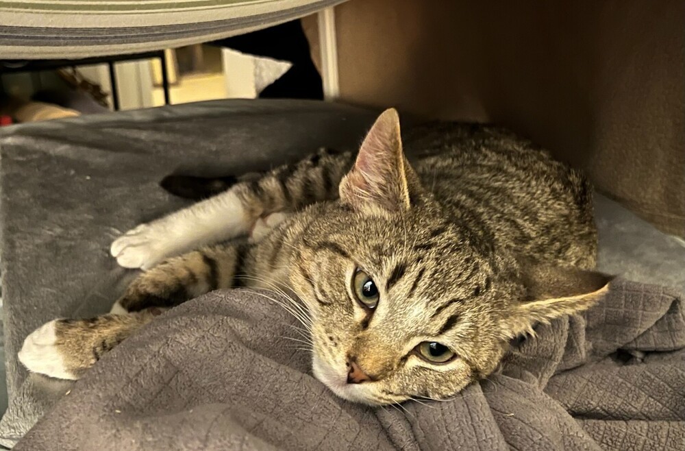 Twonch, an adoptable Domestic Short Hair in Lancaster, CA, 93536 | Photo Image 4