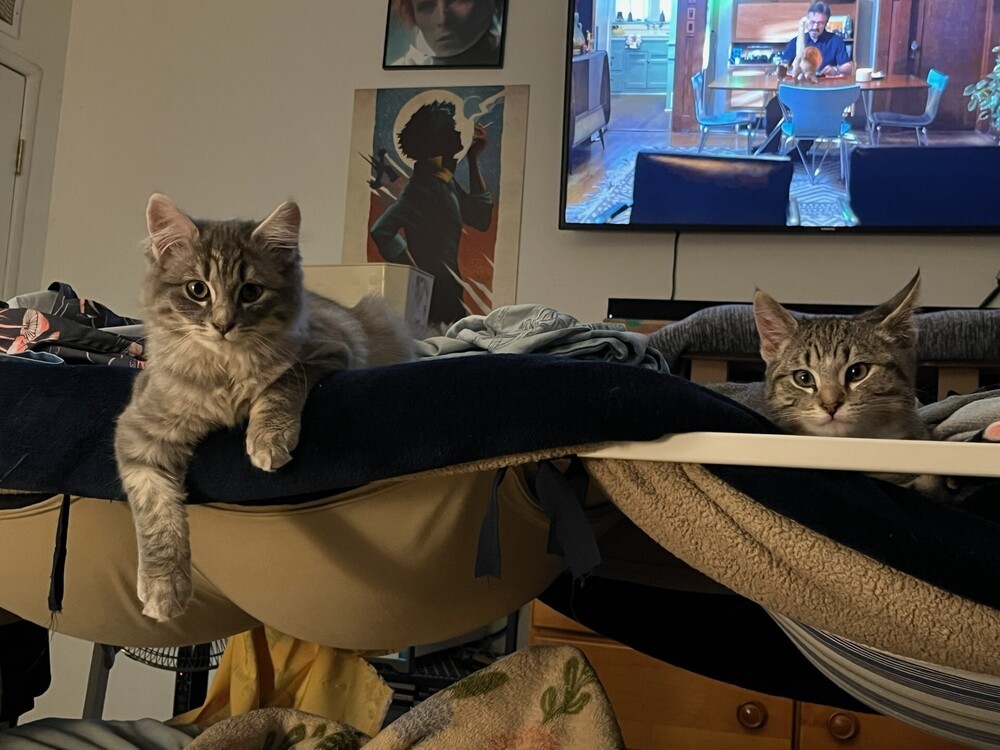 Twonch, an adoptable Domestic Short Hair in Lancaster, CA, 93536 | Photo Image 5