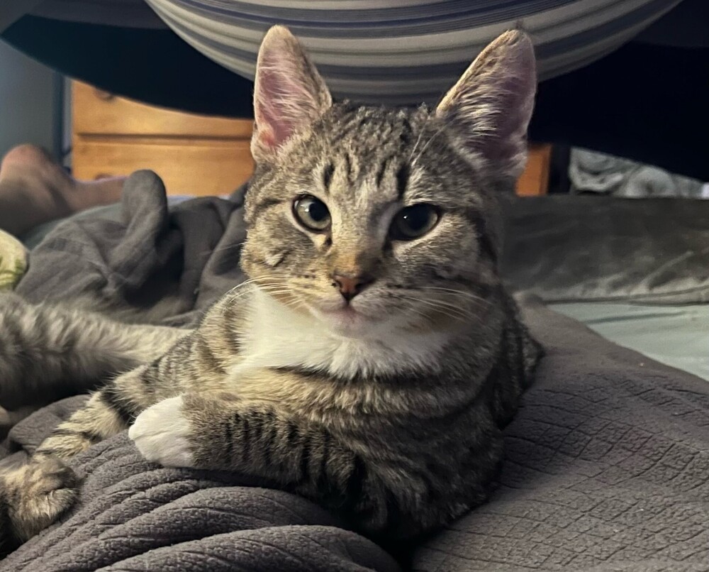 Twonch, an adoptable Domestic Short Hair in Lancaster, CA, 93536 | Photo Image 6