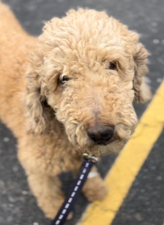 Mortimer, an adoptable Goldendoodle in Studio City, CA, 91604 | Photo Image 1