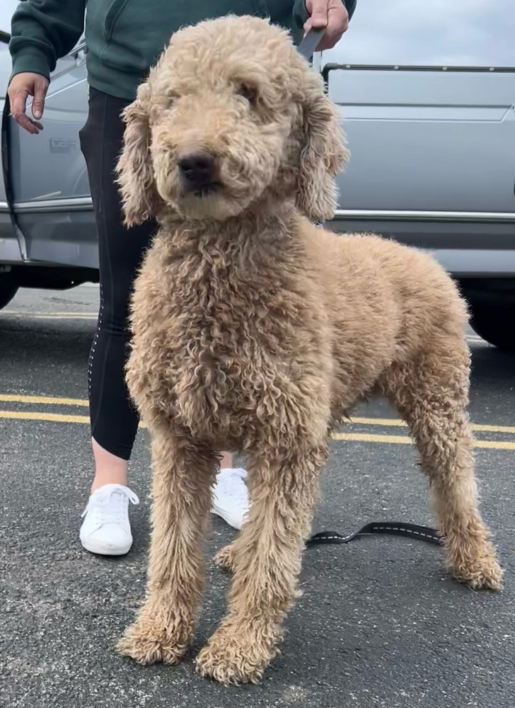 Mortimer, an adoptable Goldendoodle in Studio City, CA, 91604 | Photo Image 2