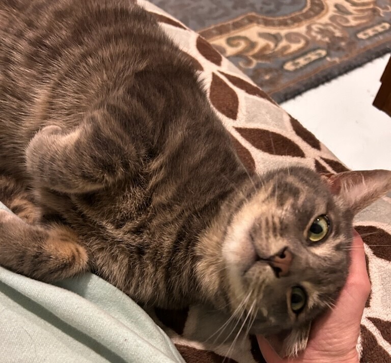 Play Doh, an adoptable Domestic Short Hair in Aurora, CO, 80016 | Photo Image 3