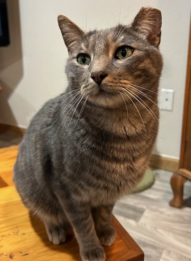 Play Doh, an adoptable Domestic Short Hair in Aurora, CO, 80016 | Photo Image 6