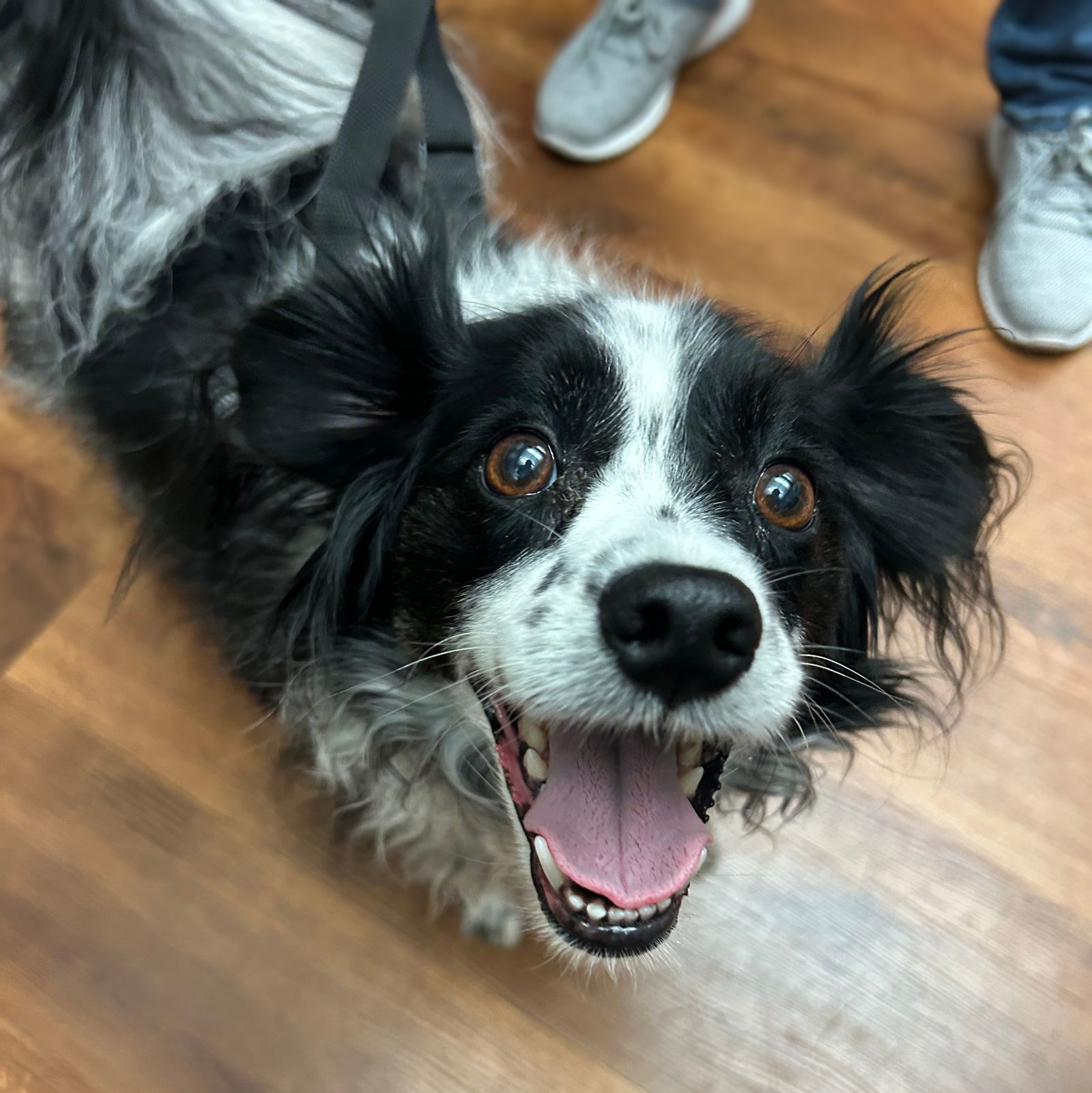 Makaria, an adoptable Papillon in Fargo, ND, 58103 | Photo Image 1