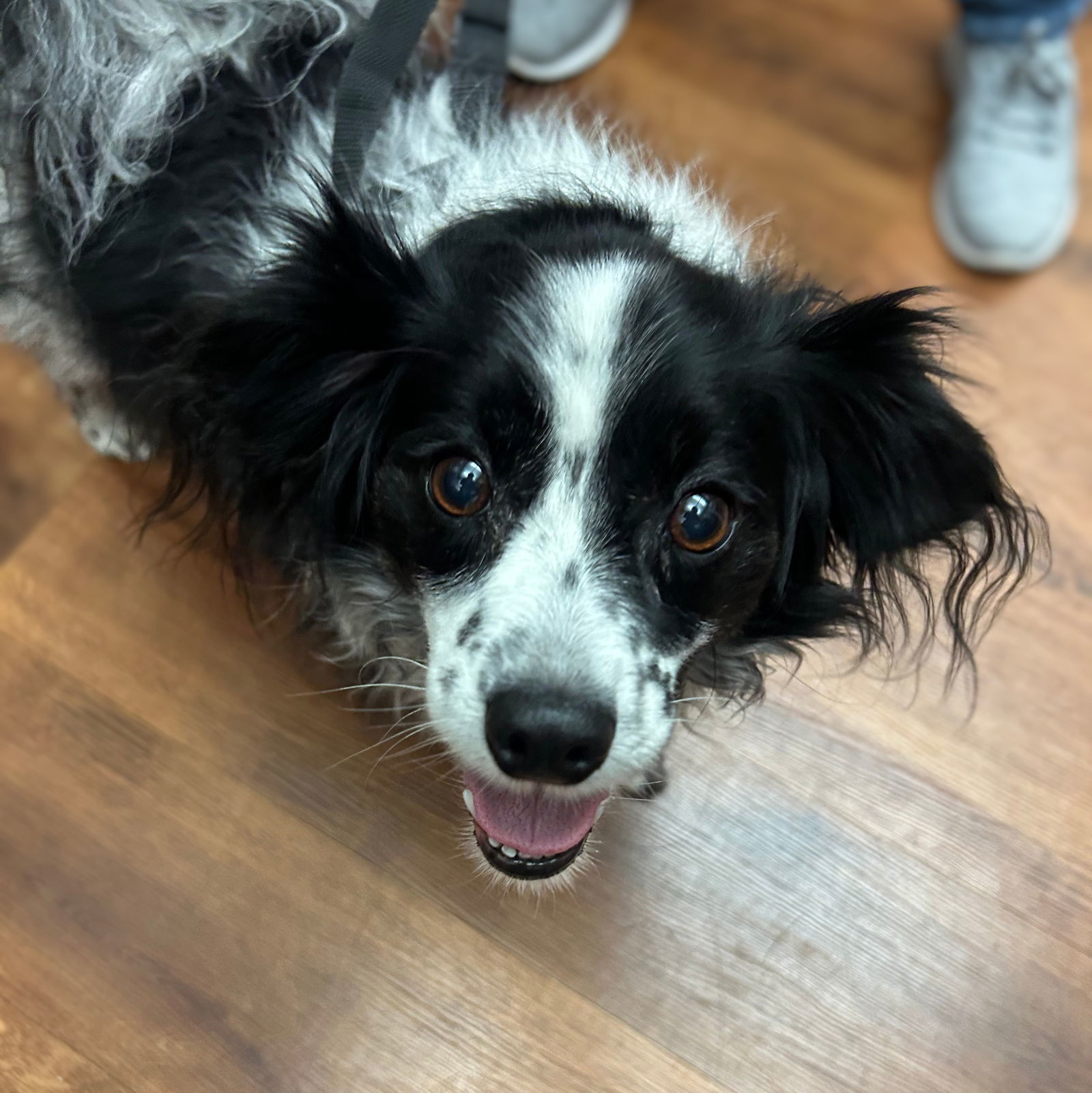 Makaria, an adoptable Papillon in Fargo, ND, 58103 | Photo Image 2