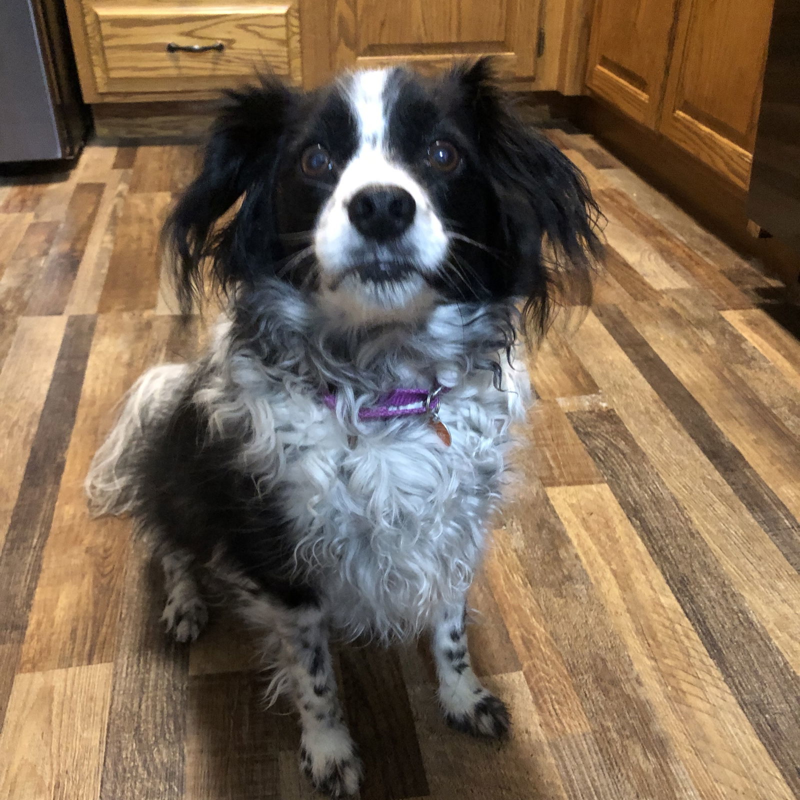 Makaria, an adoptable Papillon in Fargo, ND, 58103 | Photo Image 3