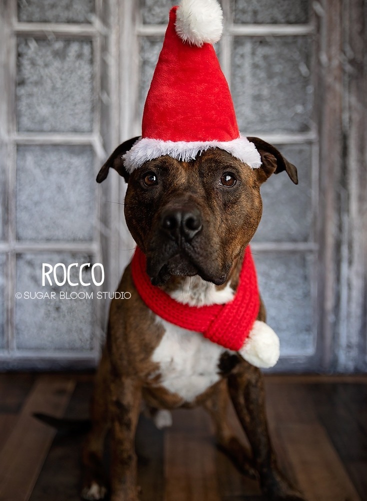 Rocco