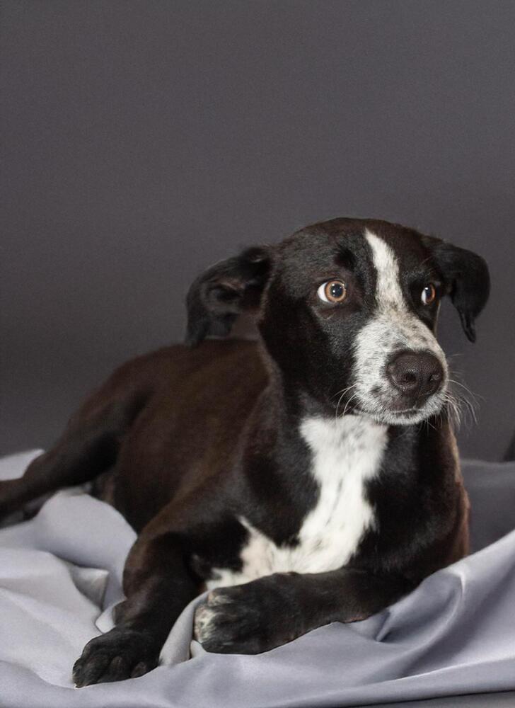 JUNIOR, an adoptable Pointer in Langley, BC, V2Y 3K1 | Photo Image 1