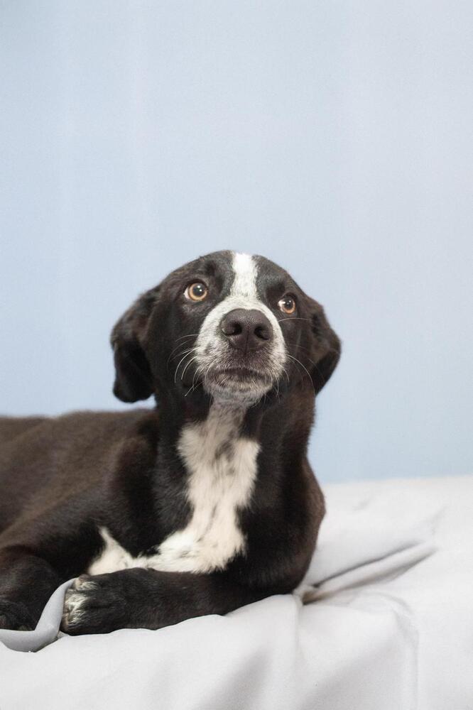 JUNIOR, an adoptable Pointer in Langley, BC, V2Y 3K1 | Photo Image 2