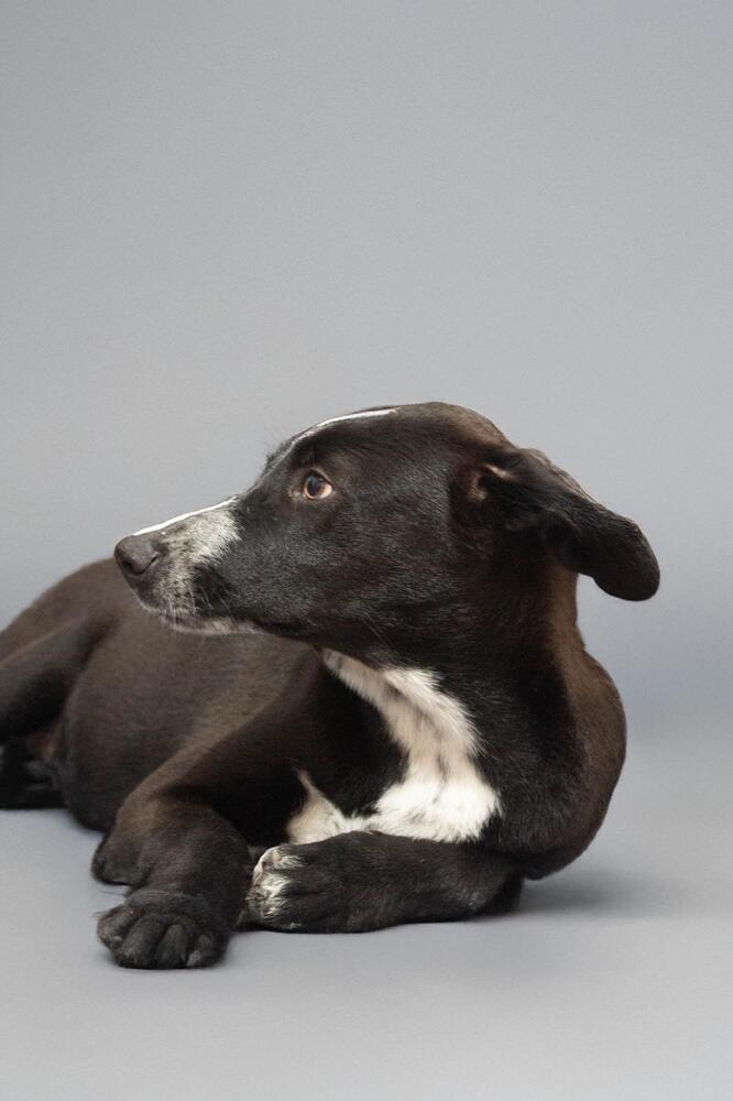 JUNIOR, an adoptable Pointer in Langley, BC, V2Y 3K1 | Photo Image 3