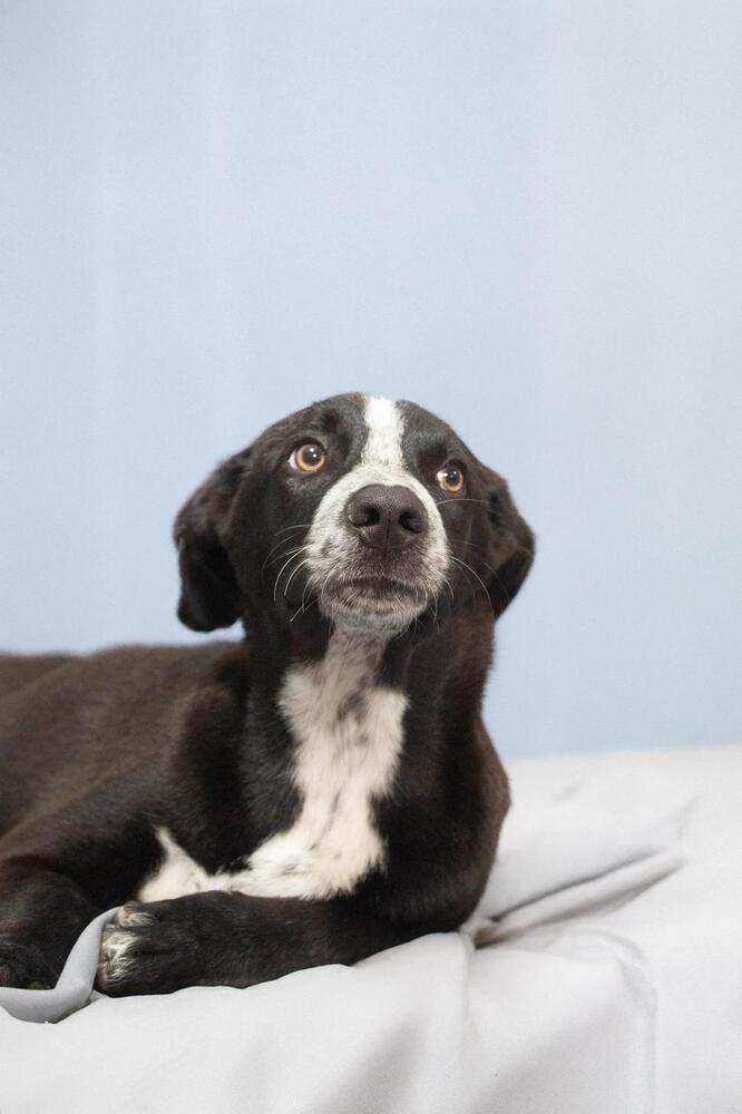 JUNIOR, an adoptable Pointer in Jardines de San Manuel, PUE, 72570 | Photo Image 3