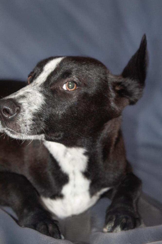 JUNIOR, an adoptable Pointer in Langley, BC, V2Y 3K1 | Photo Image 4