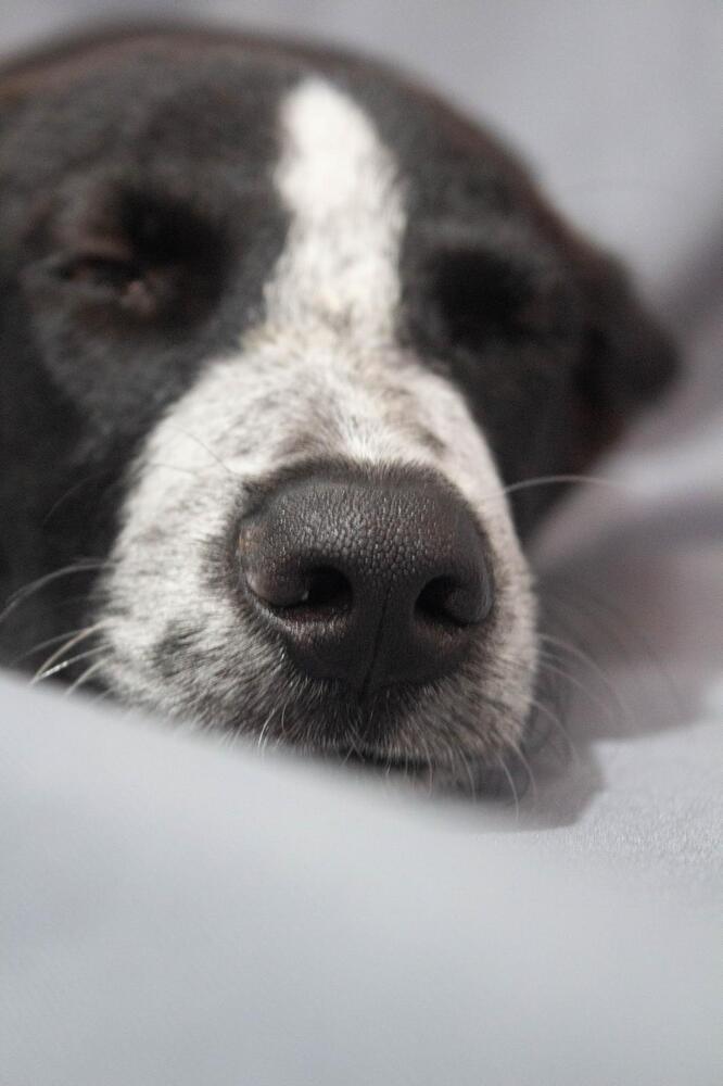 JUNIOR, an adoptable Pointer in Langley, BC, V2Y 3K1 | Photo Image 6