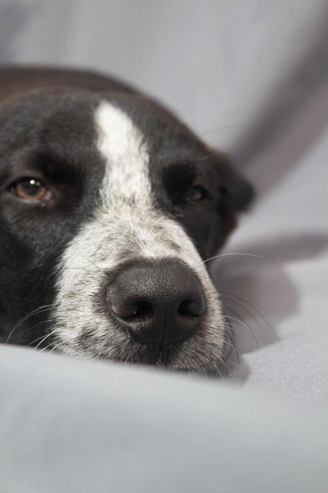 JUNIOR, an adoptable Pointer in Jardines de San Manuel, PUE, 72570 | Photo Image 6