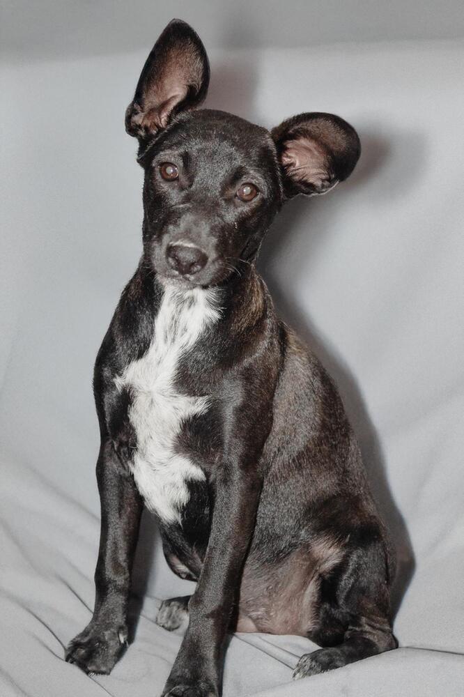 ABBY, an adoptable Labrador Retriever, Terrier in Langley, BC, V2Y 3K1 | Photo Image 1