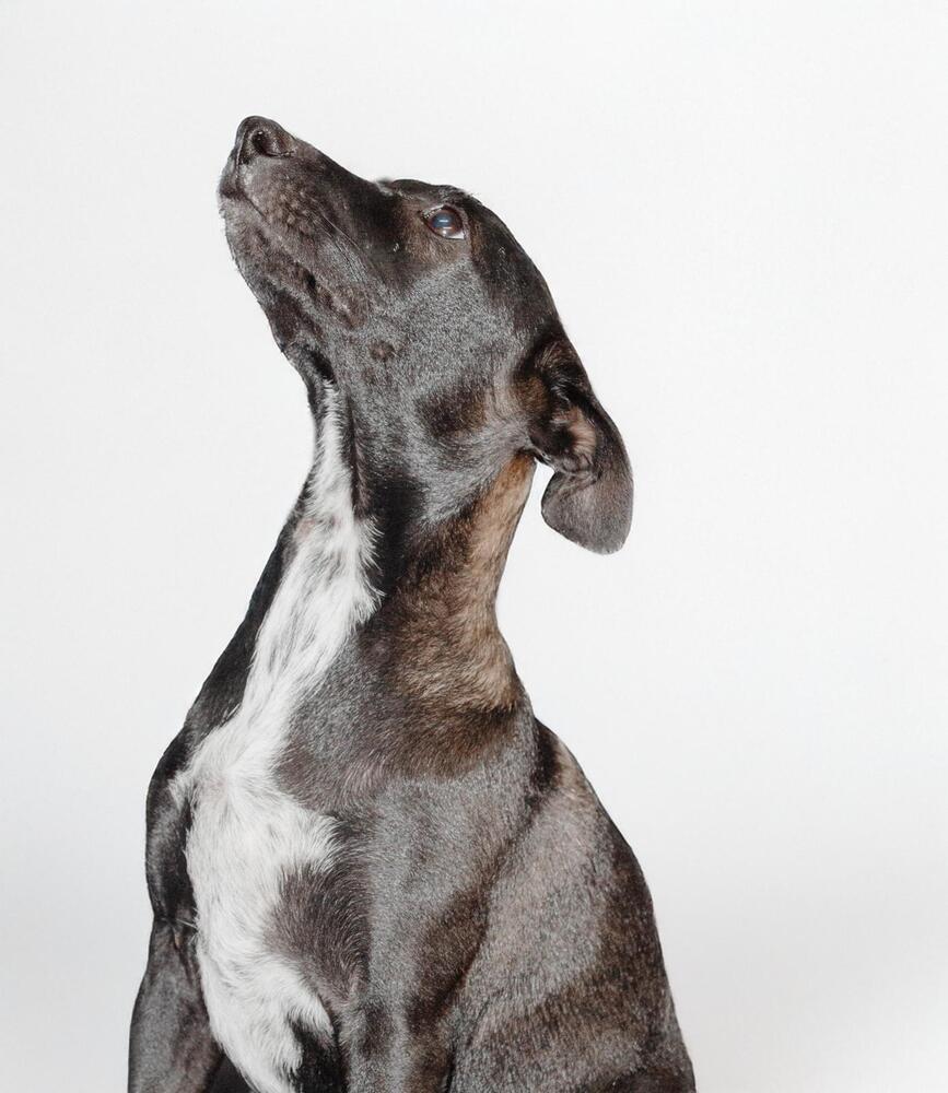 ABBY, an adoptable Labrador Retriever, Terrier in Langley, BC, V2Y 3K1 | Photo Image 3