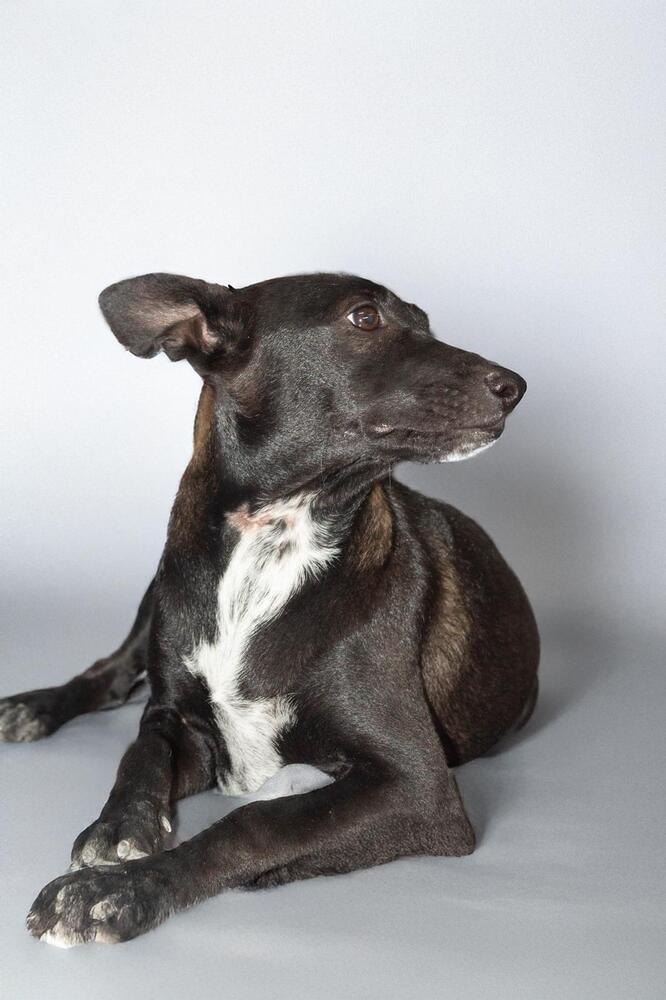 ABBY, an adoptable Labrador Retriever, Terrier in Langley, BC, V2Y 3K1 | Photo Image 4