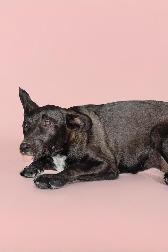 ABBY, an adoptable Labrador Retriever, Terrier in Langley, BC, V2Y 3K1 | Photo Image 5