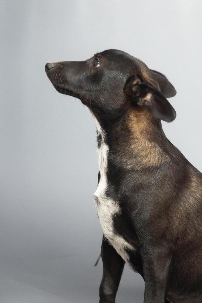 ABBY, an adoptable Labrador Retriever, Terrier in Langley, BC, V2Y 3K1 | Photo Image 6