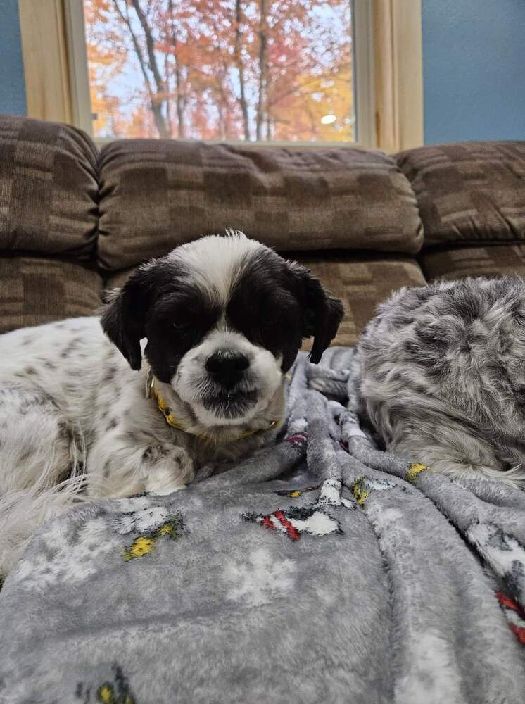 Daisy, an adoptable Shih Tzu, Bichon Frise in Wausau, WI, 54401 | Photo Image 3