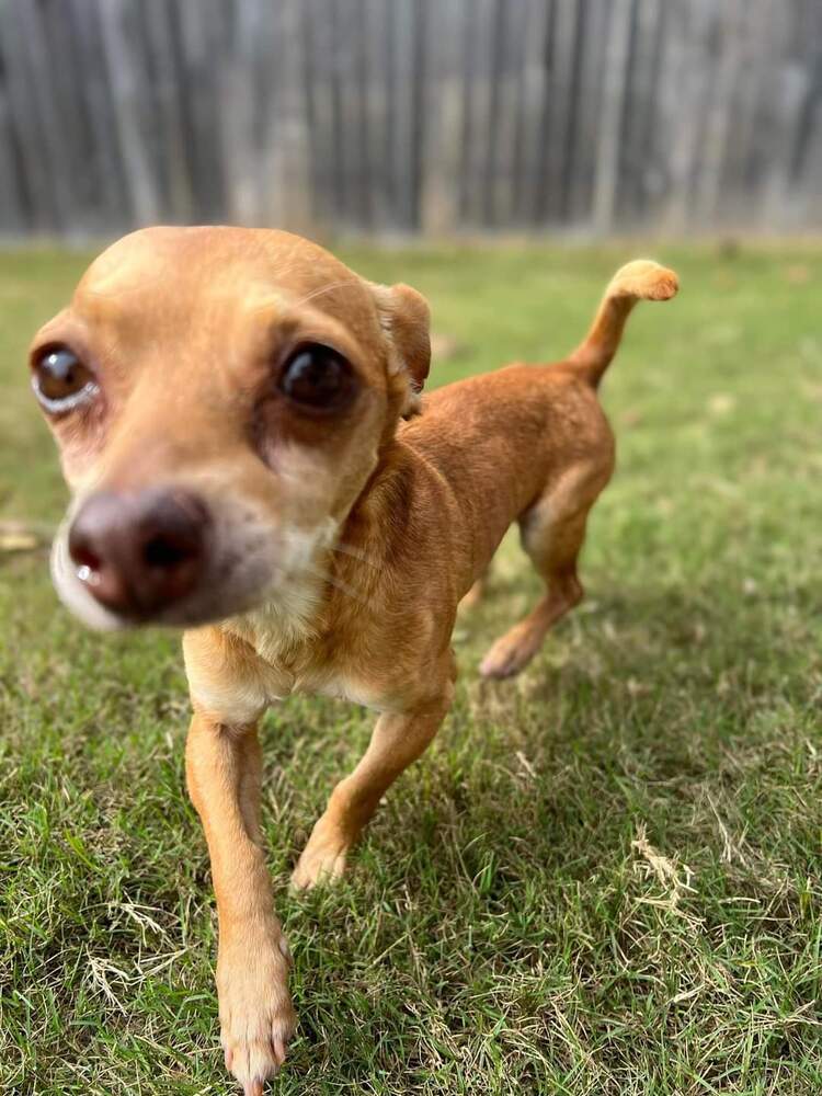 Coco (formerly Kuzco), an adoptable Chihuahua in Wausau, WI, 54401 | Photo Image 1