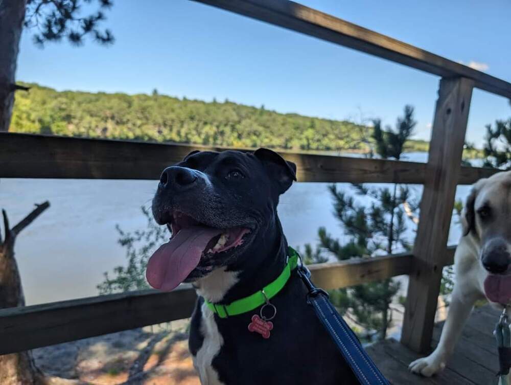 Duke (aka Kong), an adoptable Pit Bull Terrier in Wausau, WI, 54401 | Photo Image 1