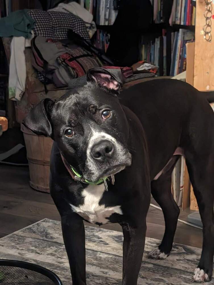 Duke (aka Kong), an adoptable Pit Bull Terrier in Wausau, WI, 54401 | Photo Image 4