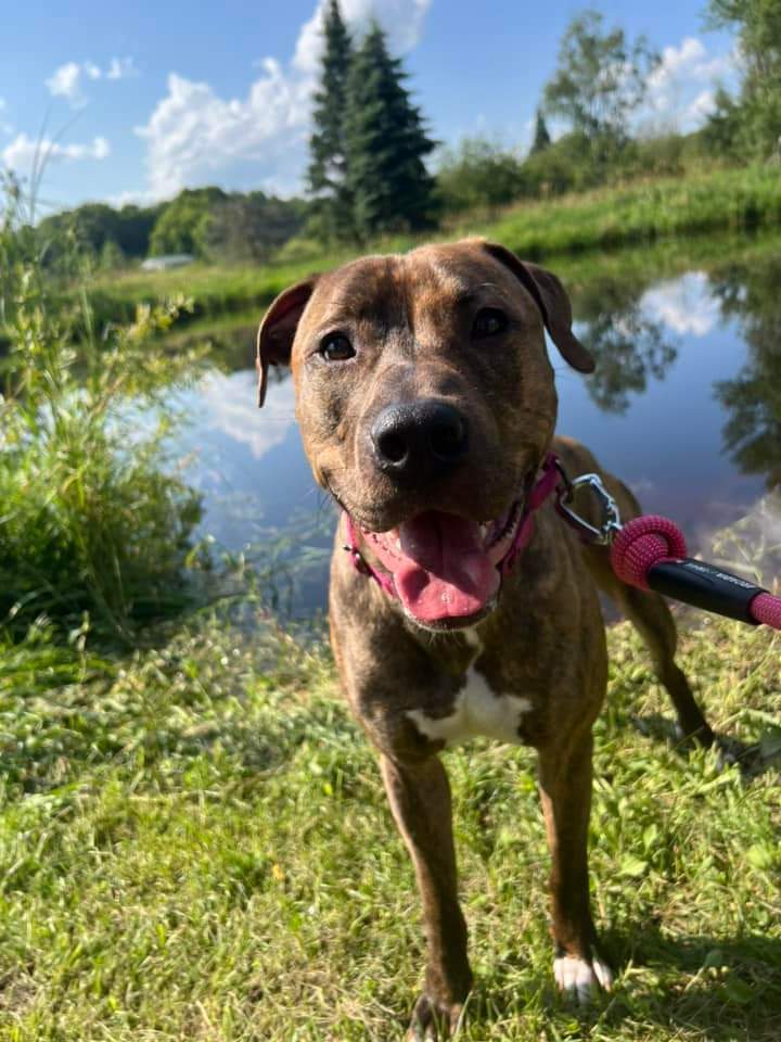 Moki, an adoptable Black Mouth Cur in Wausau, WI, 54401 | Photo Image 1