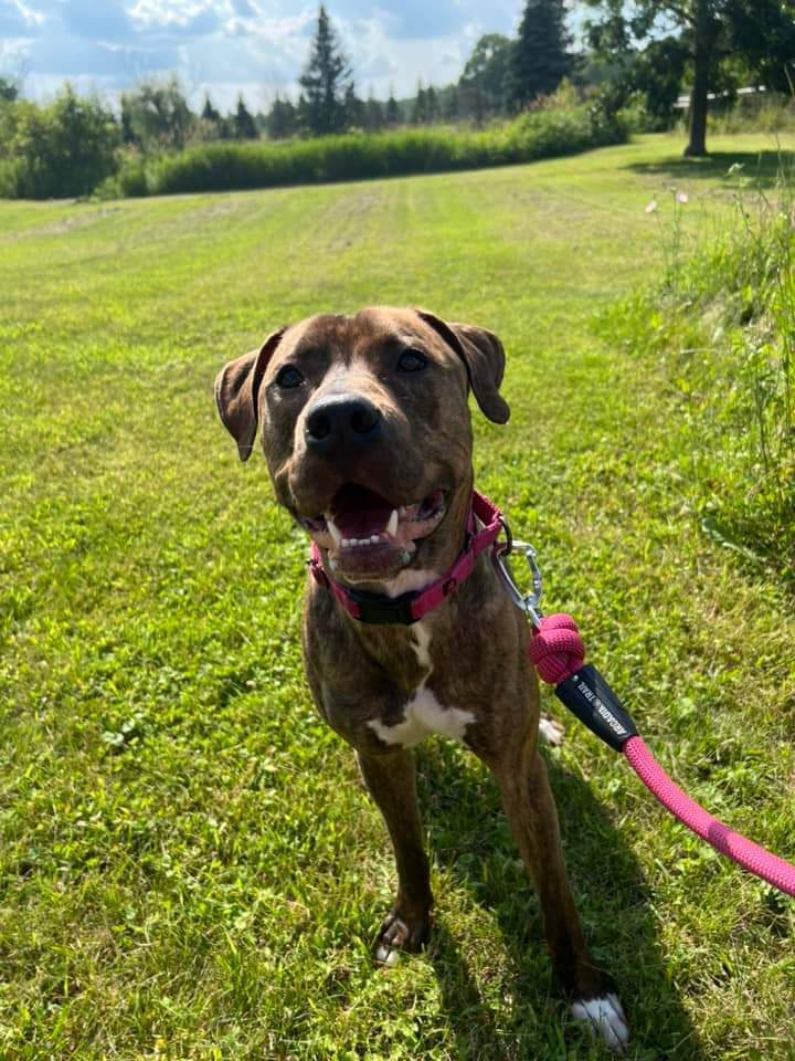 Moki, an adoptable Black Mouth Cur in Wausau, WI, 54401 | Photo Image 2