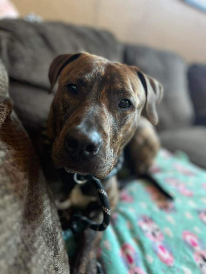 Moki, an adoptable Black Mouth Cur in Wausau, WI, 54401 | Photo Image 5