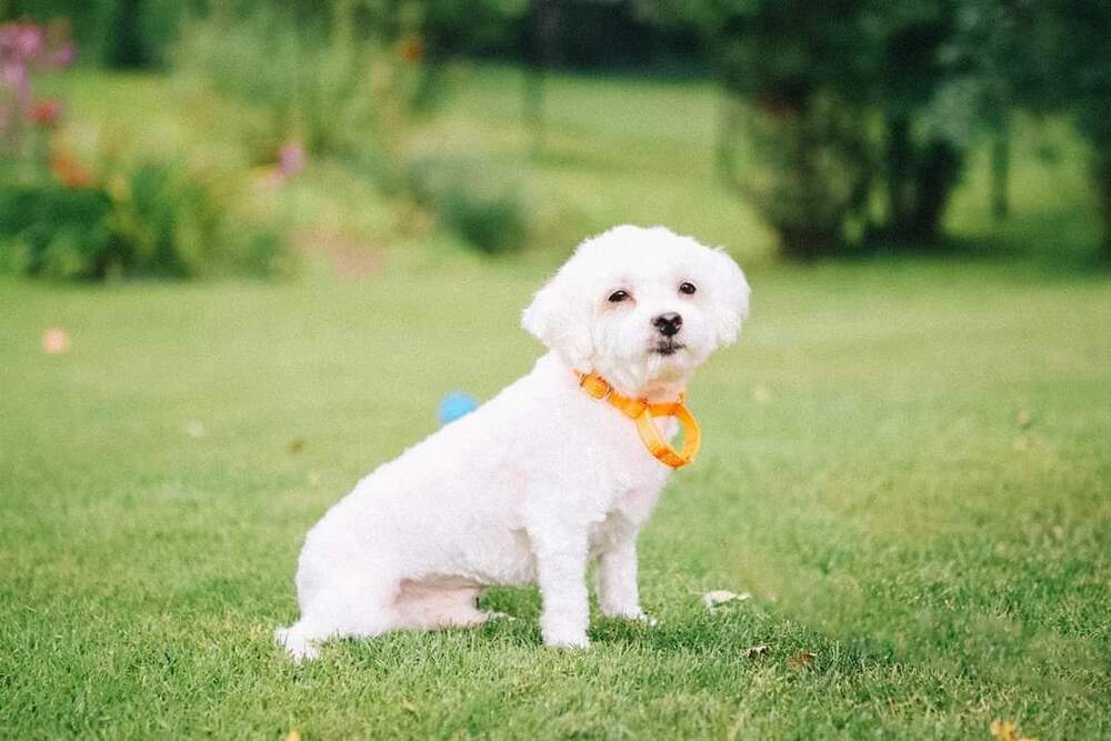 Bert, an adoptable Maltese in Wausau, WI, 54401 | Photo Image 1