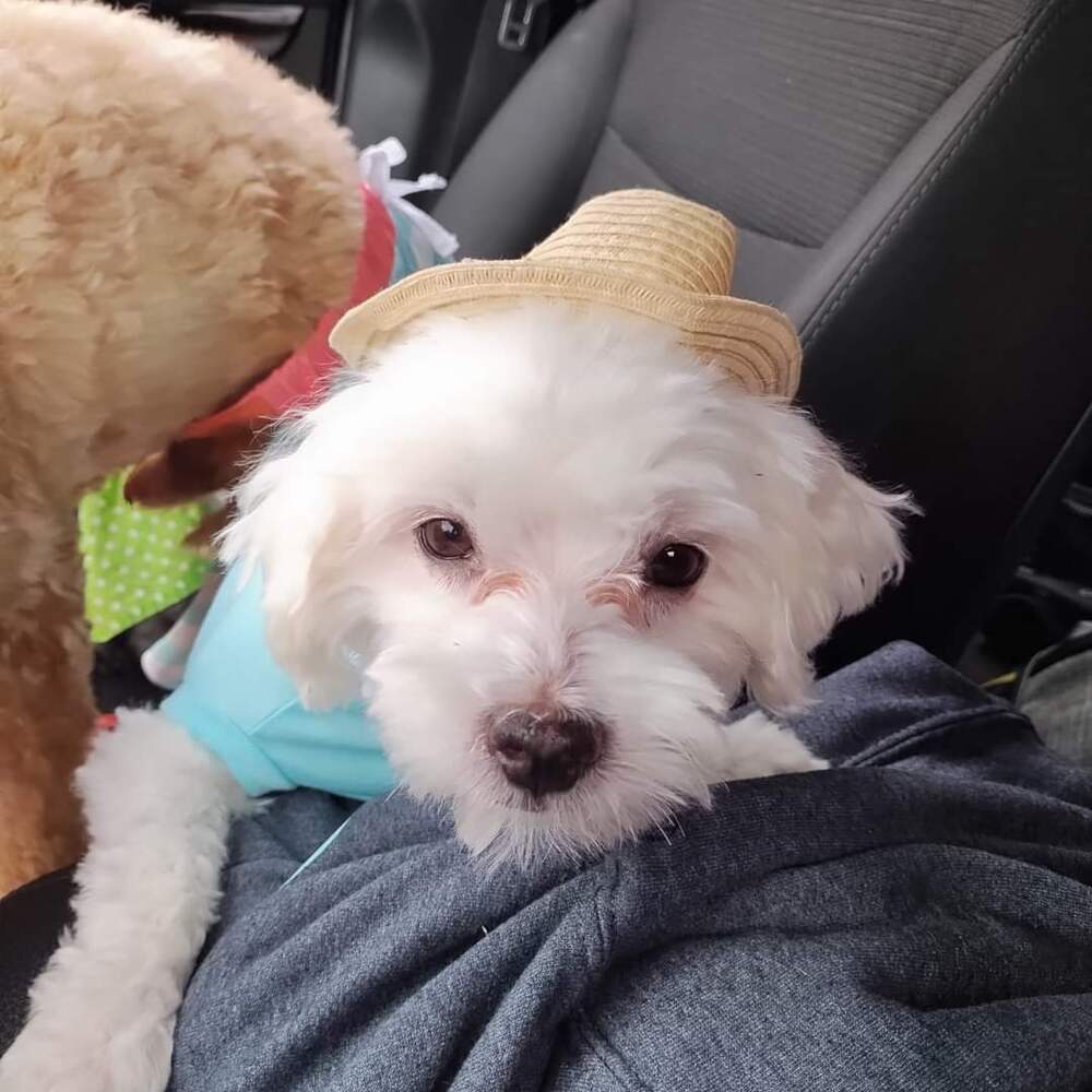 Bert, an adoptable Maltese in Wausau, WI, 54401 | Photo Image 2