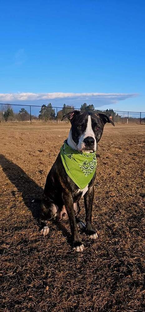 Cooper (FKA Shot Gun), an adoptable Pit Bull Terrier in Wausau, WI, 54401 | Photo Image 1