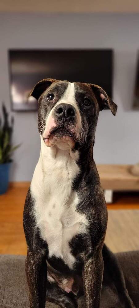 Cooper (FKA Shot Gun), an adoptable Pit Bull Terrier in Wausau, WI, 54401 | Photo Image 5