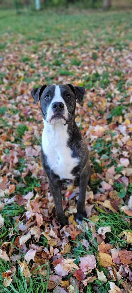 Cooper (FKA Shot Gun), an adoptable Pit Bull Terrier in Wausau, WI, 54401 | Photo Image 6