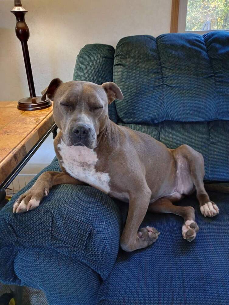 Raine, an adoptable Pit Bull Terrier in Wausau, WI, 54401 | Photo Image 1