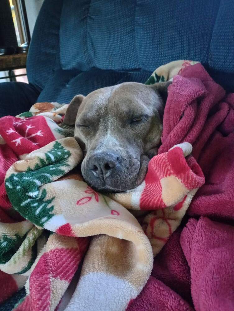 Raine, an adoptable Pit Bull Terrier in Wausau, WI, 54401 | Photo Image 2