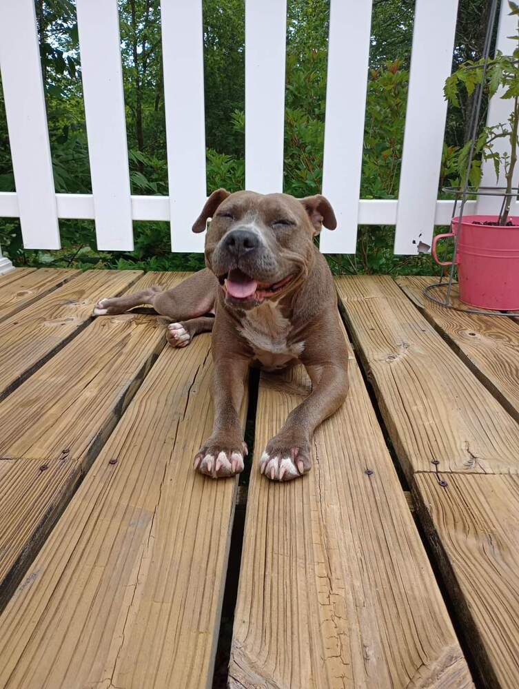 Raine, an adoptable Pit Bull Terrier in Wausau, WI, 54401 | Photo Image 3