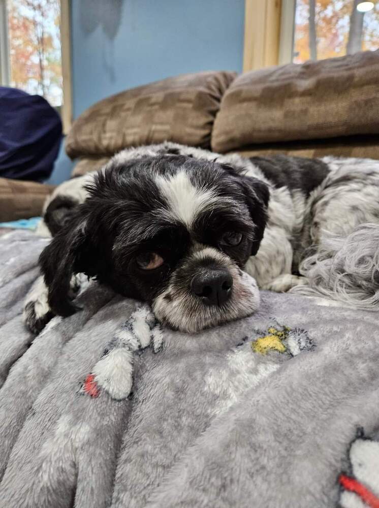 Bella, an adoptable Shih Tzu, Bichon Frise in Wausau, WI, 54401 | Photo Image 2