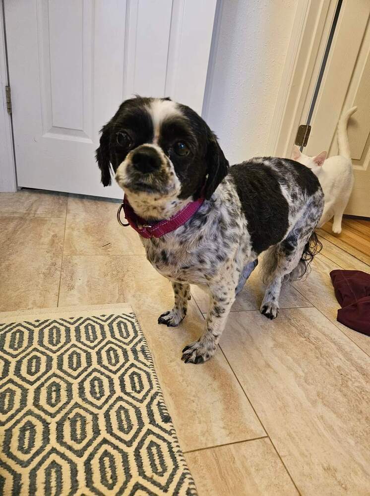 Bella, an adoptable Shih Tzu, Bichon Frise in Wausau, WI, 54401 | Photo Image 3