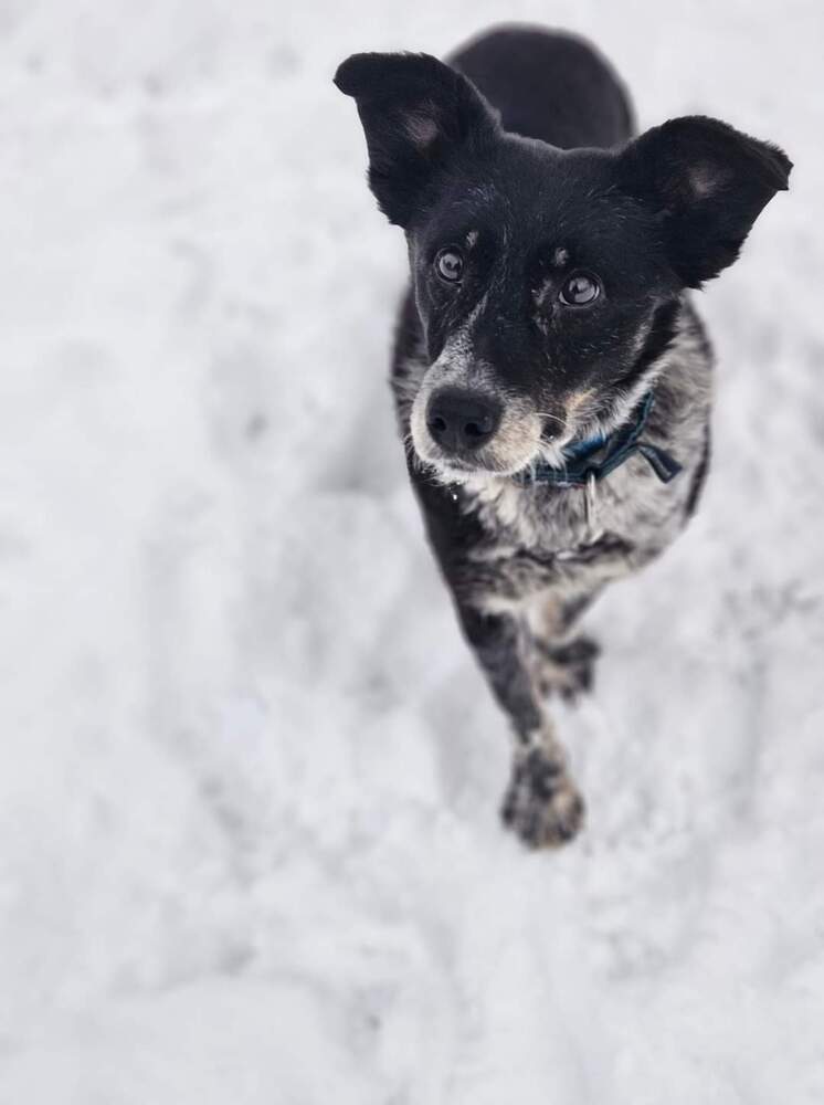 Ceci, an adoptable Mixed Breed in Wausau, WI, 54401 | Photo Image 3