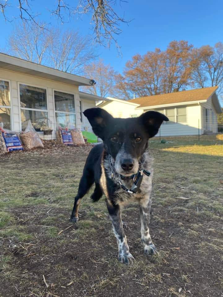 Ceci, an adoptable Mixed Breed in Wausau, WI, 54401 | Photo Image 5