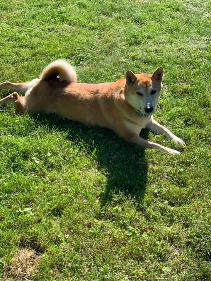 Chex, an adoptable Shiba Inu in Wausau, WI, 54401 | Photo Image 4