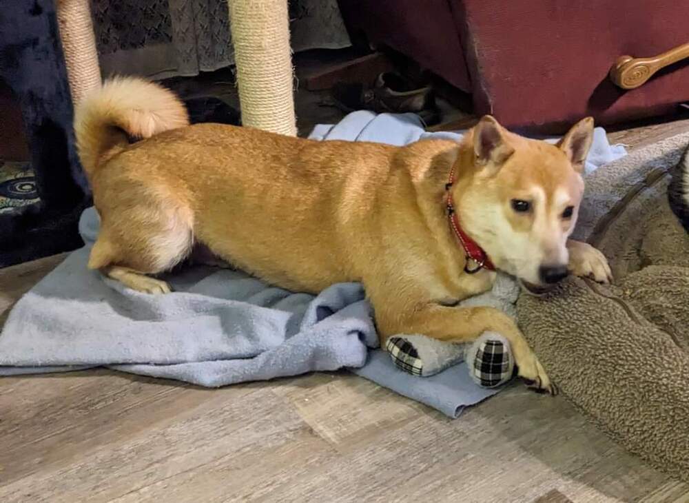 Chex, an adoptable Shiba Inu in Wausau, WI, 54401 | Photo Image 6