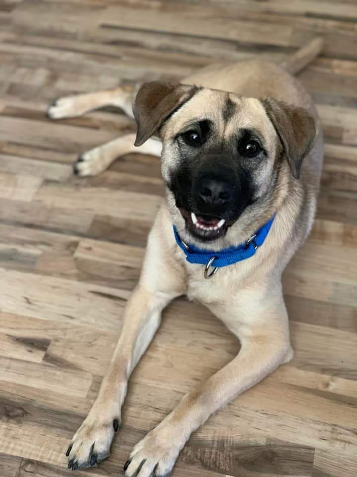 Eevee, an adoptable Shepherd in Wausau, WI, 54401 | Photo Image 1