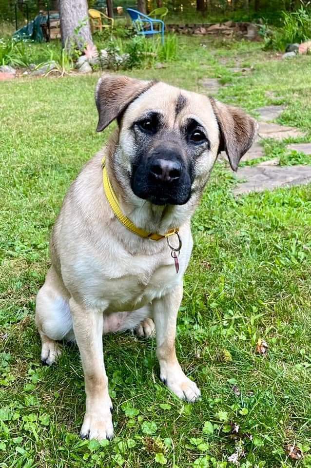 Eevee, an adoptable Shepherd in Wausau, WI, 54401 | Photo Image 2